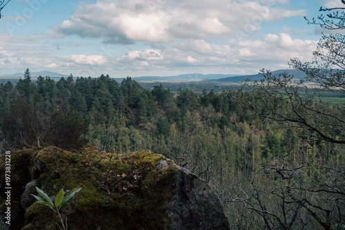 Exploring the serene wilderness of a temperate forest, discovering solitude and natural beauty in a lush, damp woodland under a cloudy sky.