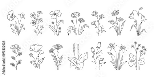Wildflower bundle with various meadow plants, stems, leaves, and buds drawn as clean contour sketches