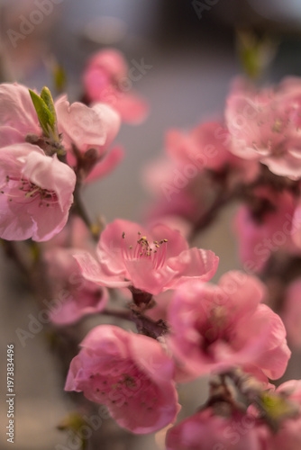 Flores rosas