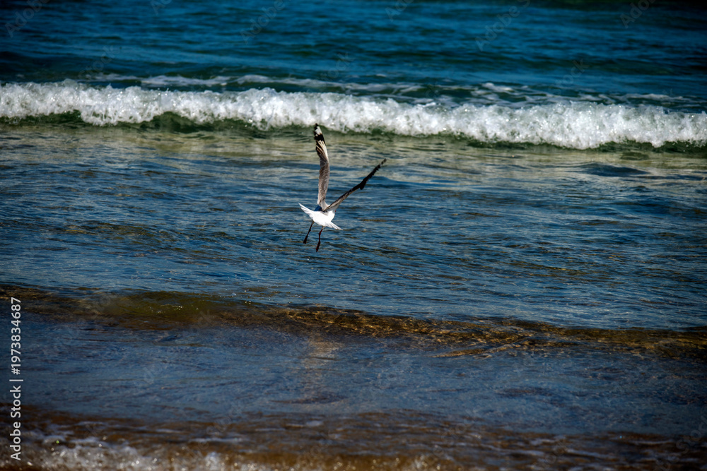Fototapeta premium Silver Gull (Chroicocephalus novaehollandiae) at Caves Beach