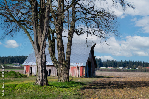 Vintage wooden red barn in a field in the Skagit Valley, Washington. Classic abandoned barn in the middle of an agricultural area just before the spring planting begins.