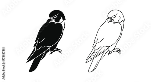 Male vs Female Sparrow Birds Illustration Vector