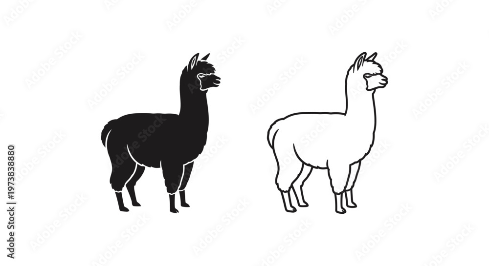 Obraz premium Alpaca vs Llama: Identifying Key Differences Vector
