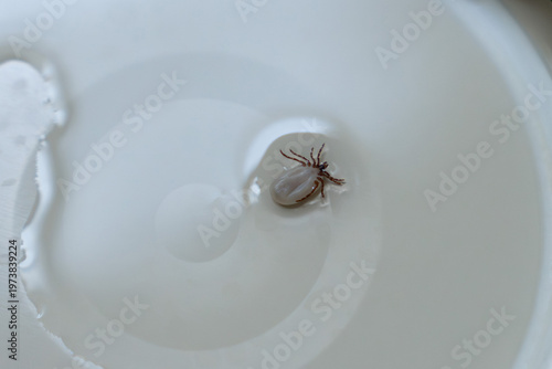 Tick floating in water bowl removal parasite control pet hygiene