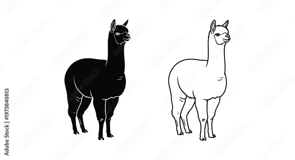 Fototapeta premium Alpaca vs Llama: Distinctive Features Guide Vector