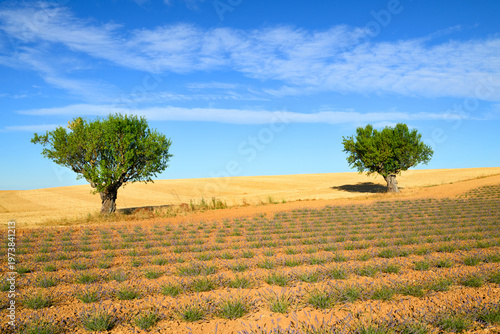 Beautiful landscape of lavender filed in Provence - France
