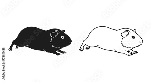 Guinea Pig Breeds: Short vs Long Fur Comparison Vector