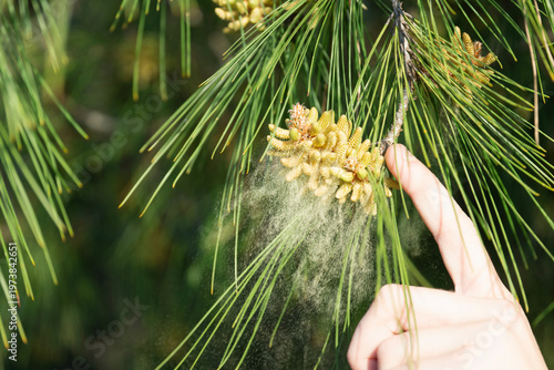 Foto pine pollen macro background green needle branch male cones release yellow dust