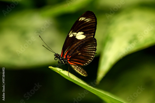 Heliconius melpomene butterfly resting on tropical leaf macro wildlife