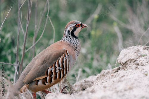 Mediterranean red-legged partridge in the Andalusian wilderness.