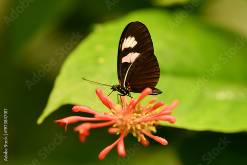 Heliconius melpomene butterfly on Hamelia patens flower macro wildlife