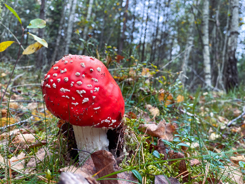 A single red fly agaric mushroom. Autumn fall time in the Swedish forest.