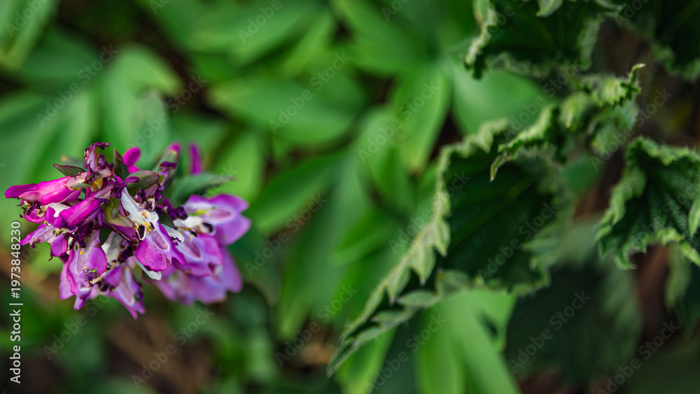 Obraz premium Purple bells catched during a blooming
