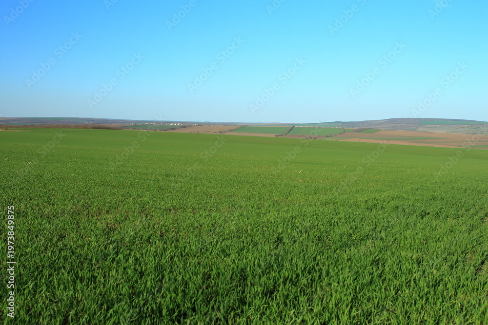 Obraz premium A grassy field with a blue sky