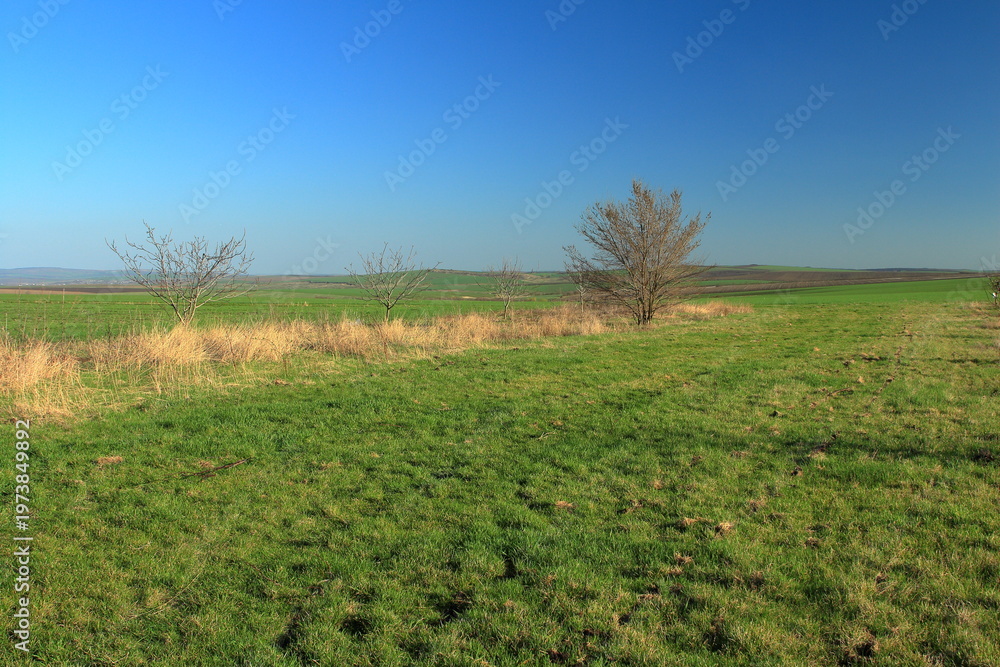 Fototapeta premium A grassy field with trees