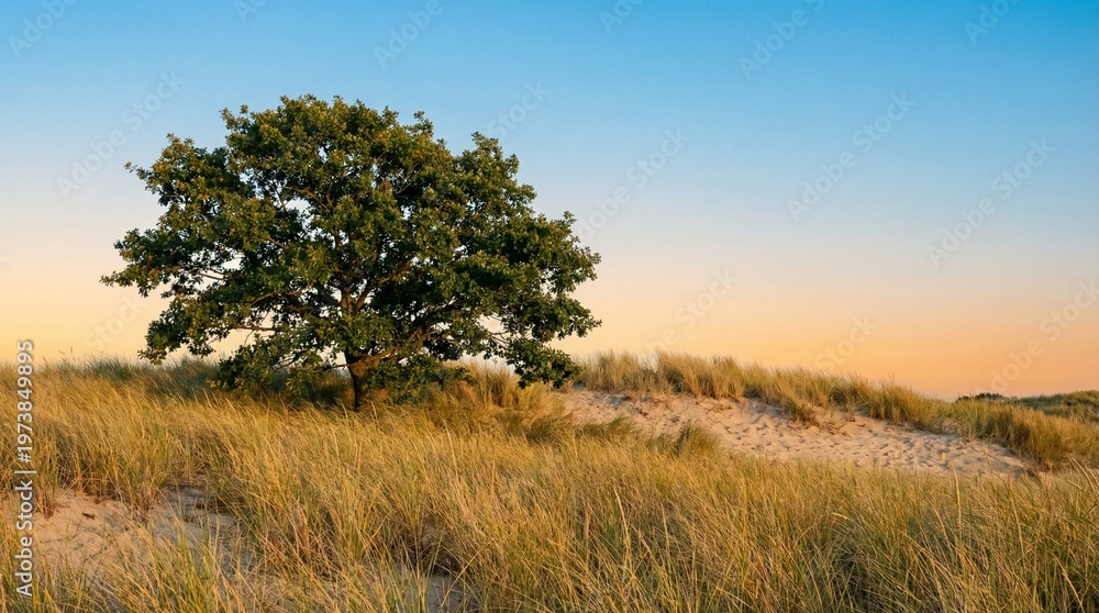 Fototapeta premium Single oak tree standing on grassy sand dunes at sunset