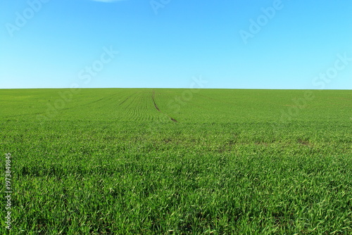 A grassy field with blue sky