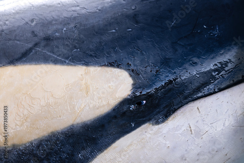 Orca eye