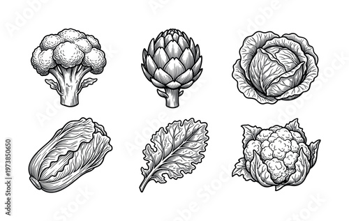 A collection of fresh vegetables in a vintage engraving style. This retro food illustration set is perfect for menus, packaging, and organic farm branding.