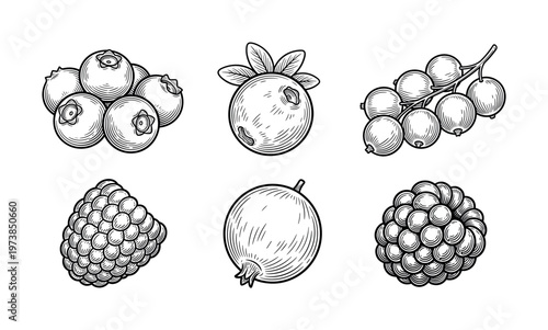 A set of hand-drawn berries in a vintage engraving style. Includes blueberry, raspberry, and currant. Ideal for organic food packaging, menus, and rustic farm branding.