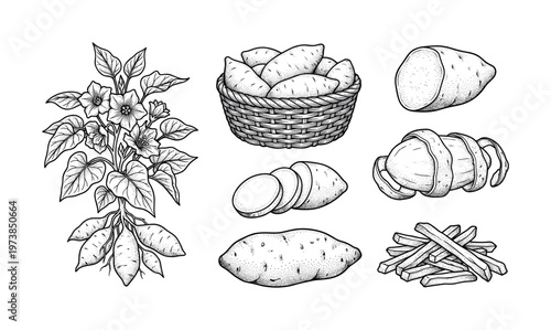 Vintage sweet potato illustration set. Hand drawn vector collection of plant, root, fries, and basket. Perfect for rustic menus, packaging, or organic farm branding.