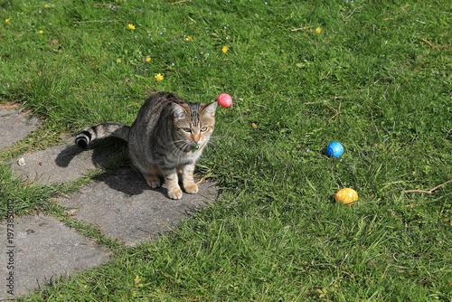 Eine Katze hat Ostereier im Garten gefunden. Ostereiersuche im Freien