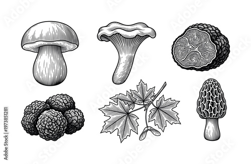 A set of vintage engraved illustrations featuring edible mushrooms like truffle, morel, and chanterelle with a maple leaf. Ideal for organic food packaging or restaurant menus.