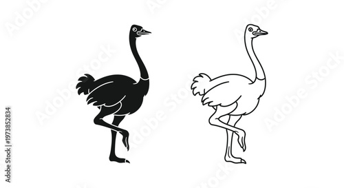 Ostrich vs Emu: Flightless Bird Comparison Guide Vector