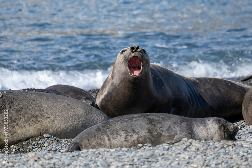 Elephant seals hauling out
