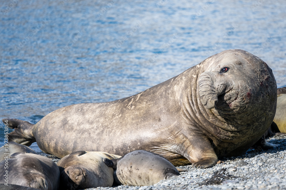 Obraz premium Elephan Seal Wallow