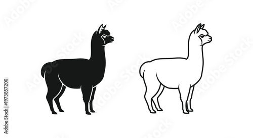 Llamas vs Alpacas: Key Differences Explained Vector
