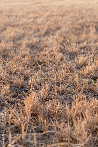 早春の柔らかな光を浴びて黄金色に輝く冬の枯れ芝