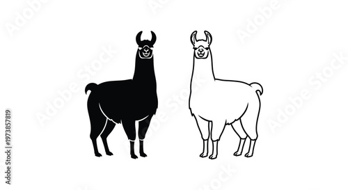 Llamas vs Alpacas: Distinctive Animal Comparison Vector