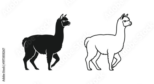 Llamas vs Alpacas: Key Differences Guide Vector