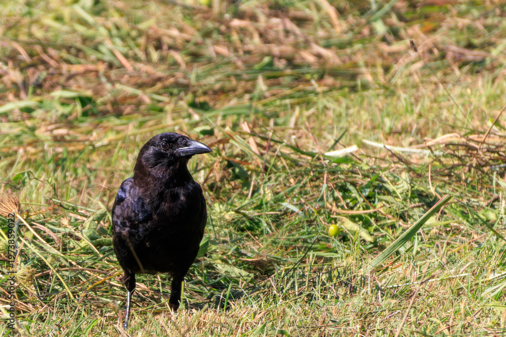 Fototapeta premium crow on the ground
