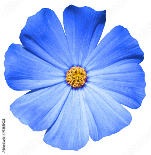 Blue flower Primula macro photo isolated on transparent backround. PNG file