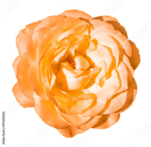 Orange rose flower macro photo isolated on transparent background. PNG file