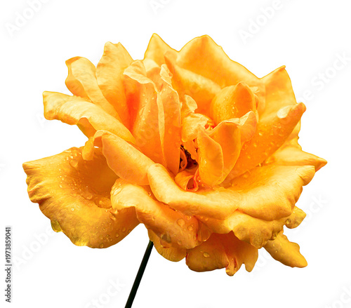 Orange rose flower macro photo isolated on transparent background. PNG file