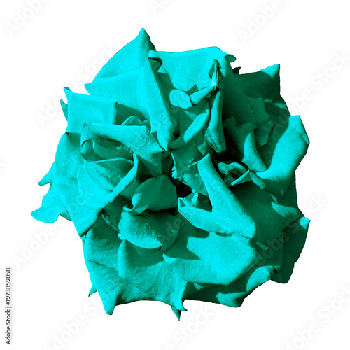 Turquoise marigold flower macro photo isolated on transparent background. PNG file