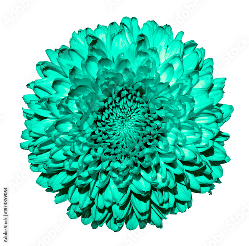 Cyan chrysanthemum (golden-daisy) flower macro photo isolated on transparent background. PNG file