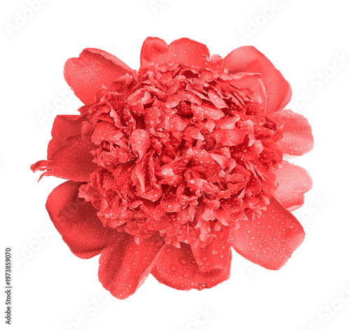 Colorful wet red peony flower macro photo isolated on transparent background. PNG file