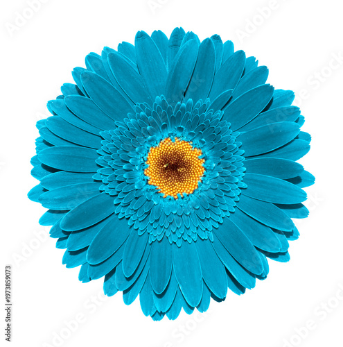 Cyan gerbera flower macro photo isolated on transparent backround. PNG file