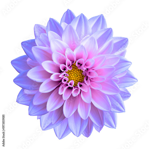 Purple and pink flower dahlia macro photo isolated on transparent backround. PNG file