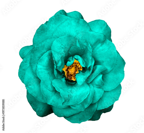 Surreal turquoise rose flower macro photo isolated on transparent background. PNG file