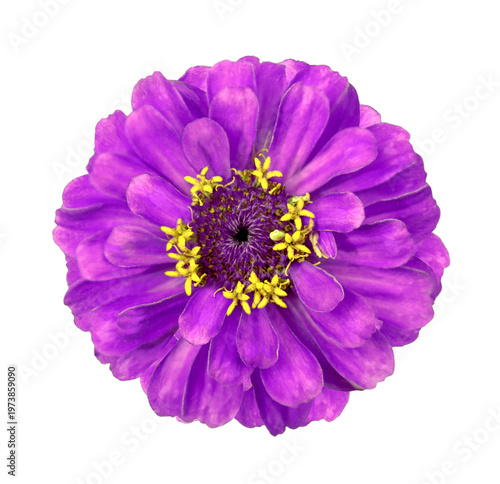 Pink Zinnia flower macro photo isolated on transparent background. PNG file