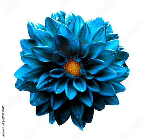 Surreal dark blue flower dahlia macro photo isolated on transparent backround. PNG file