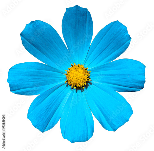 Blue Primula flower macro photo isolated on transparent background. PNG file