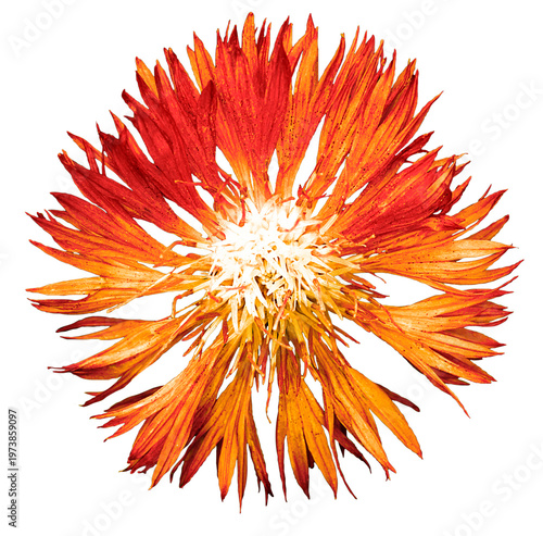 Orange cornflower flower macro photo isolated on transparent background. PNG photo file