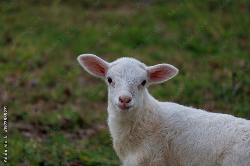 Obraz premium Lamb in a field