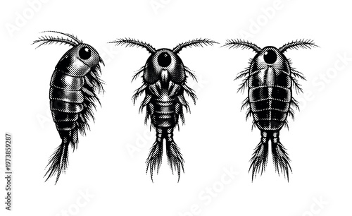 Plankton A realistic plankton organism with microscopic aquatic body structure and natural proportions, shown as the same organism in three different views to